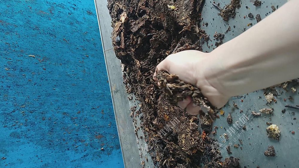 带式压榨机处理后的中药渣手抓不出水